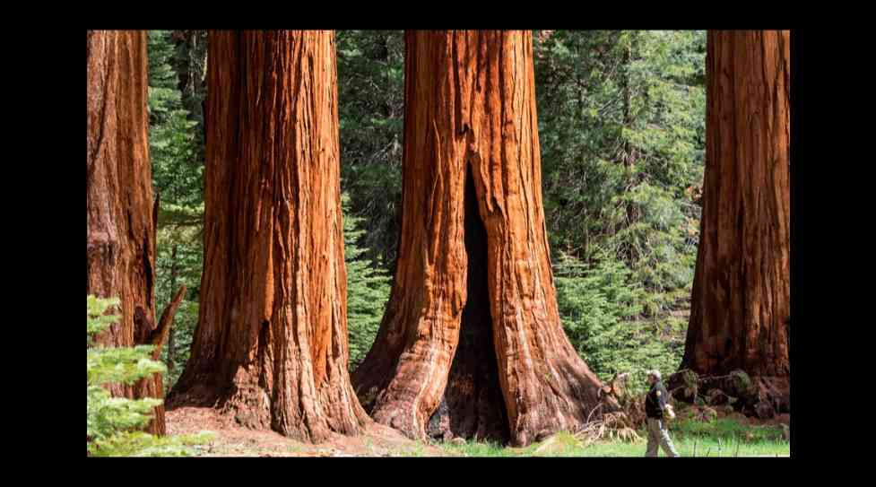 Sequoia & Kings Canyon National Parks (U.S. National Park Service)