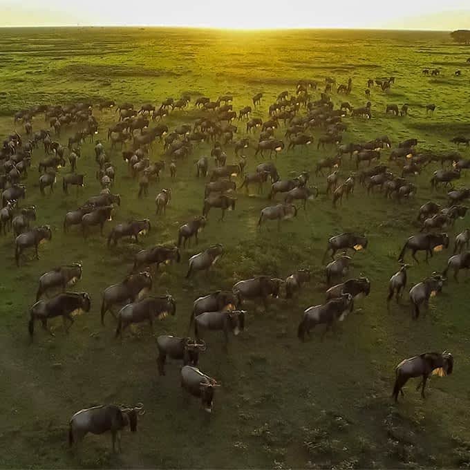 The great migration in Serengeti National Park, Tanzania