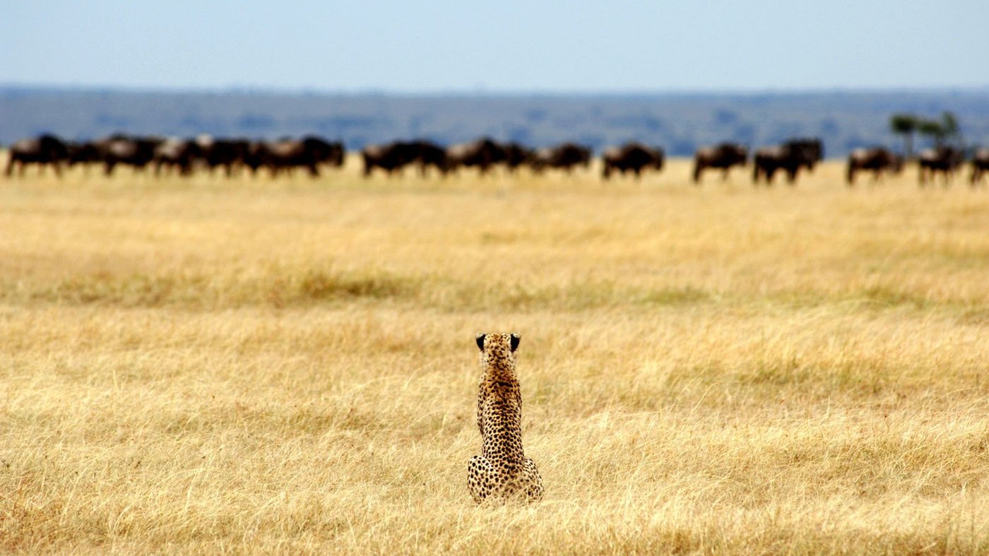 Serengeti Safaris | Serengeti National Park Safaris | Tanzania Odyssey