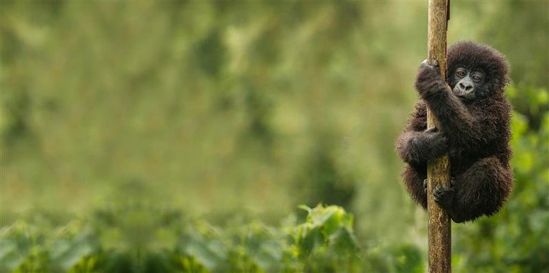 Mountain gorilla tracking