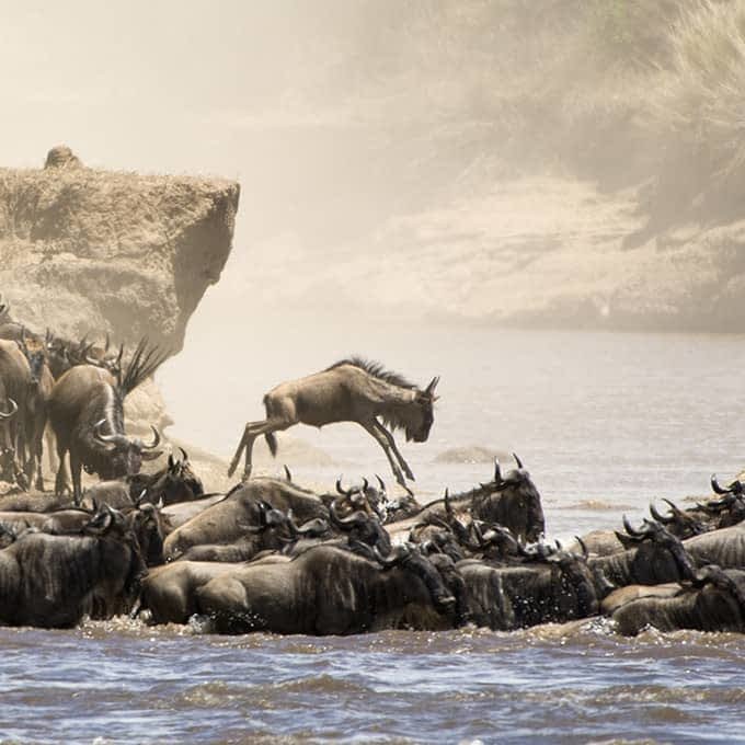 When to visit Masai Mara in Kenya for a safari