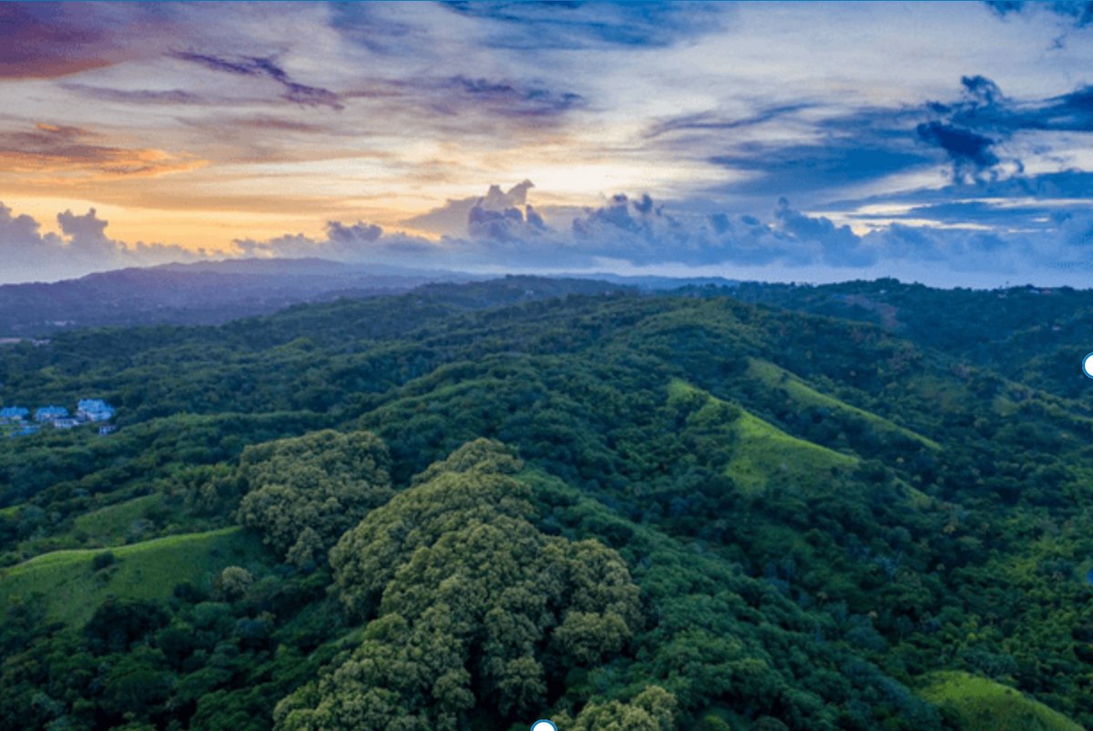 Guide to Tobago's Main Ridge Forest Reserve: when to visit and what to see