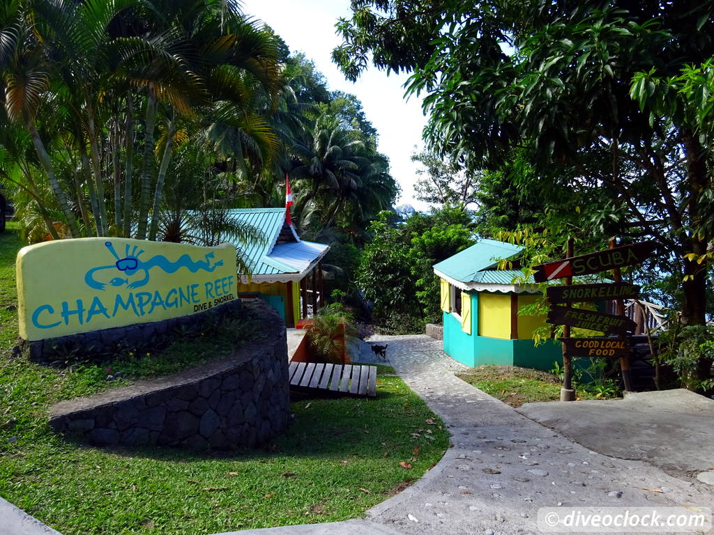 Dominica - Diving in Volcanic Bubbles at Champagne Reef - Dive O'Clock!
