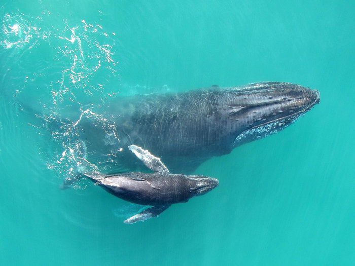Whale & Dolphin Watching | a virtual Dominica