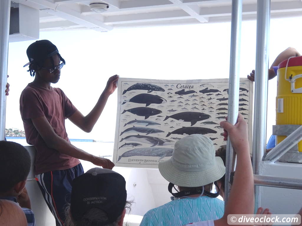 Dominica - Watching Countless Whales and Dolphins! - Dive O'Clock!