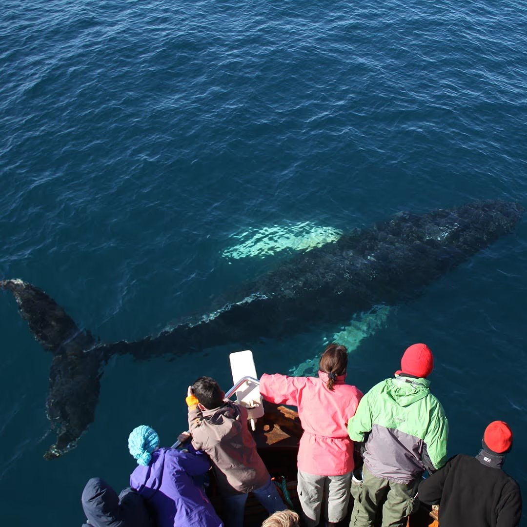 The Original Husavík Whale Watching Tour | Guide to Iceland