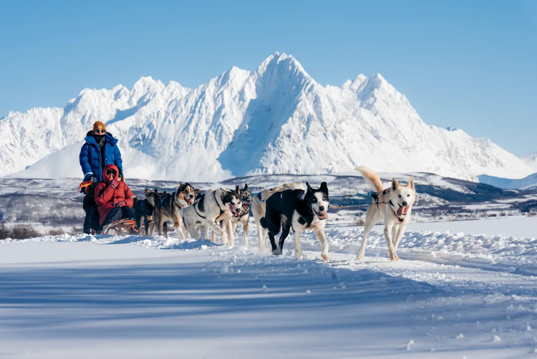 Dog Sledding in Tromsø | Norway Cruise Excursion | Hurtigruten US