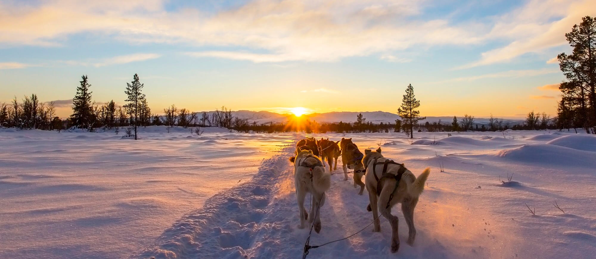 Dog Sledding in Tromsø | Best Husky Sledding Tours in Norway!