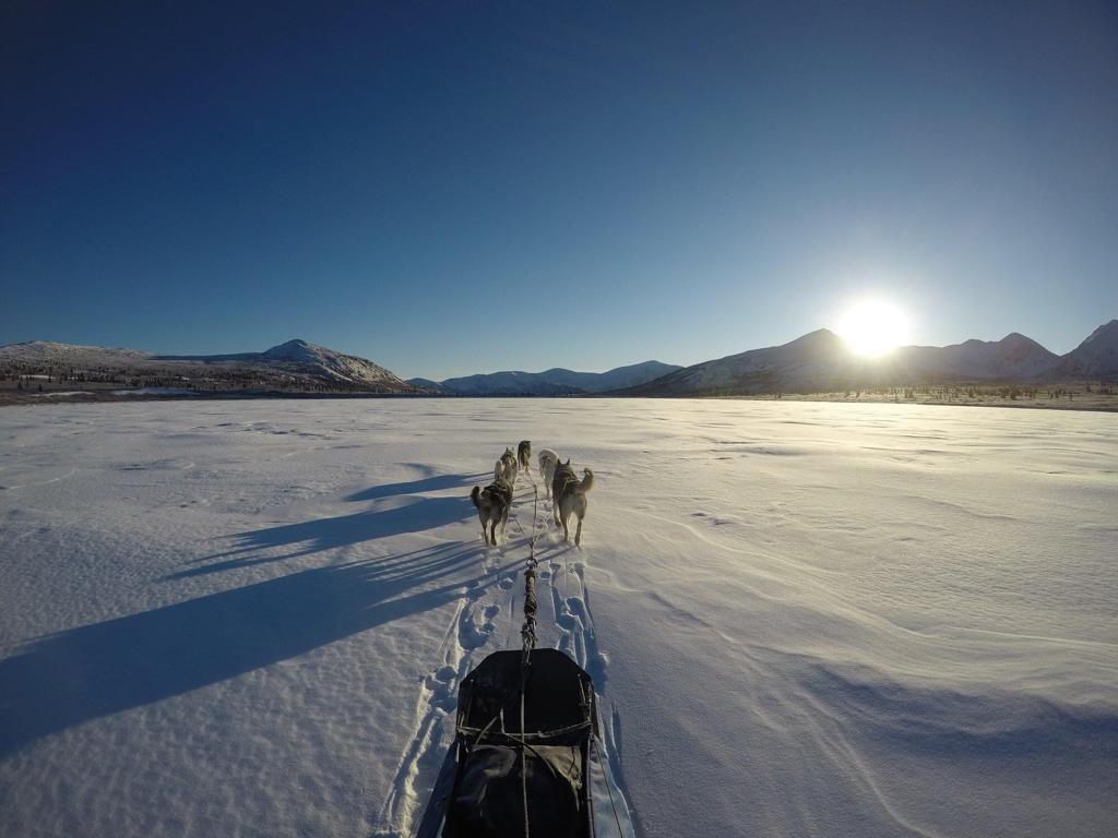 "Sit in the Sled" Dog sled tours