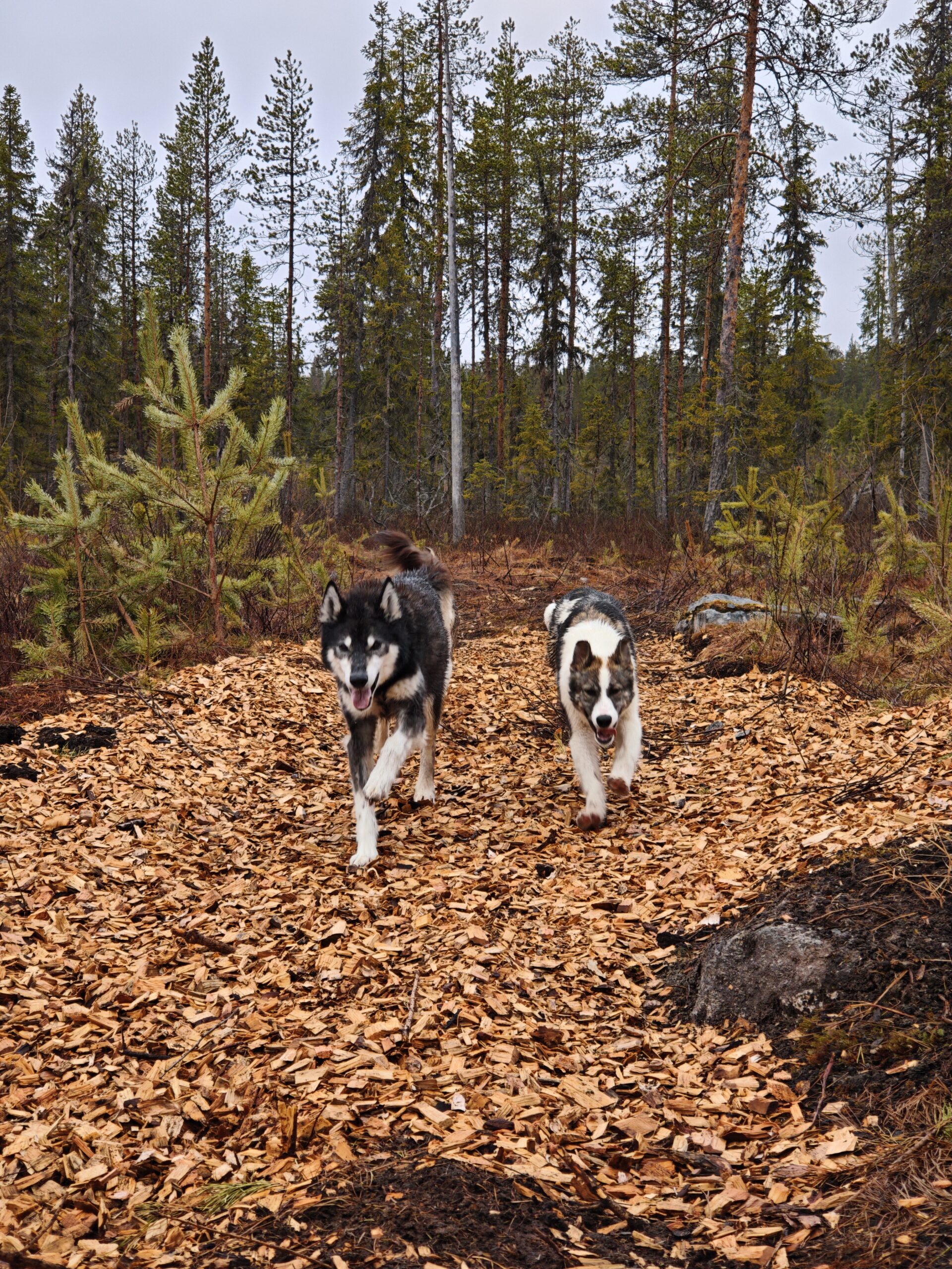 Husky Tours in Finland Winter / Summer / Autumn - Husky Cart