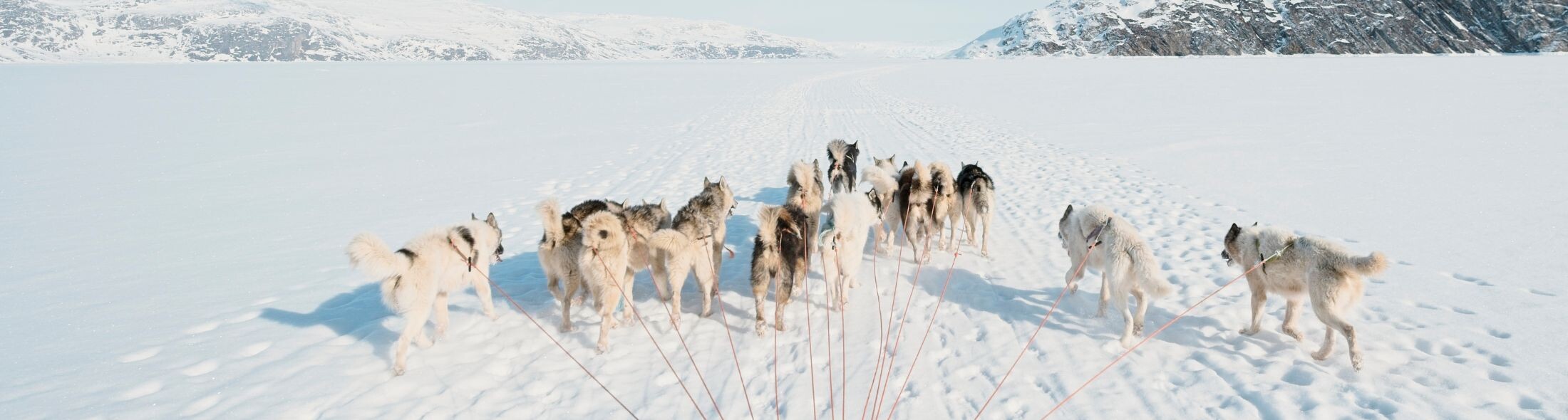 Dog sledding in Greenland