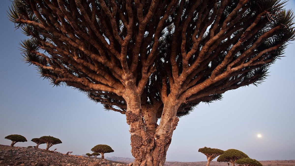 Dragon's blood trees in Socotra, Yemen