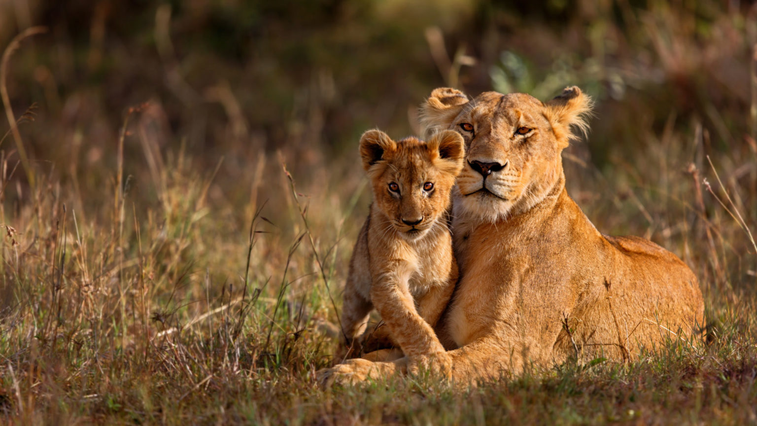 Kruger National Park | Best Big Five Game | Sabi Sand | andBeyond
