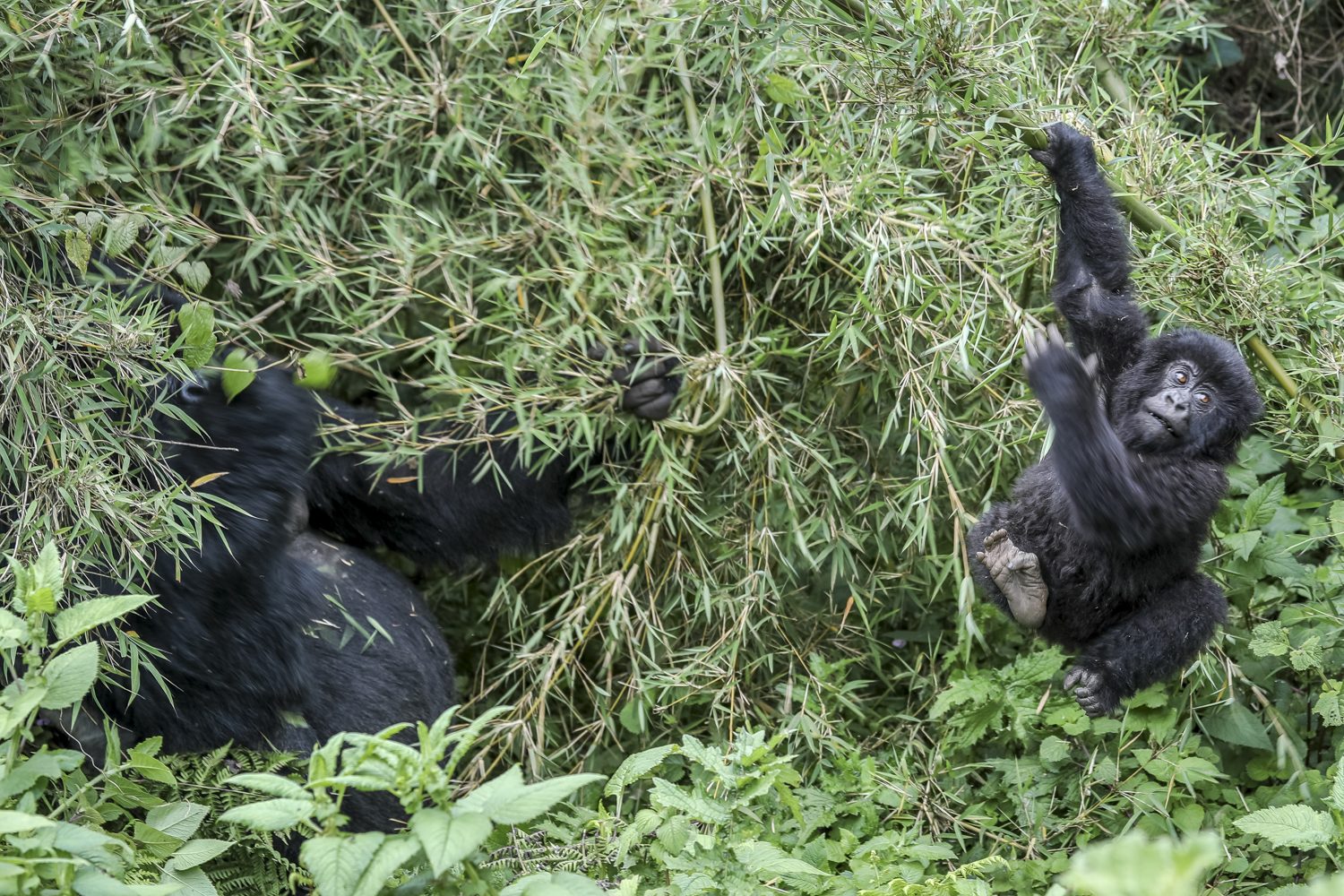 Gorilla Tracking – Visit Rwanda