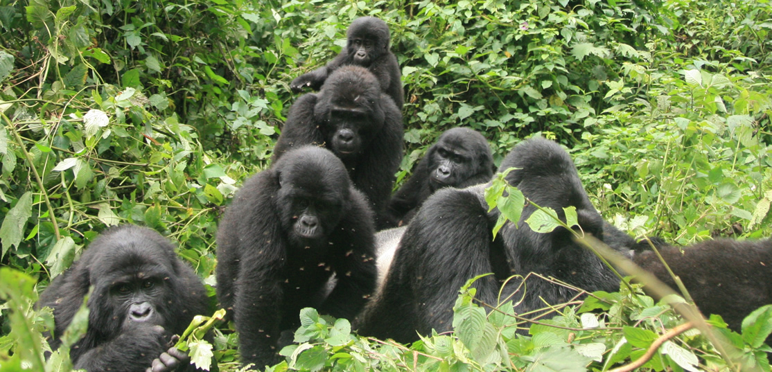 Gorilla Safaris | Gorilla Trekking Tours in Rwanda & Uganda