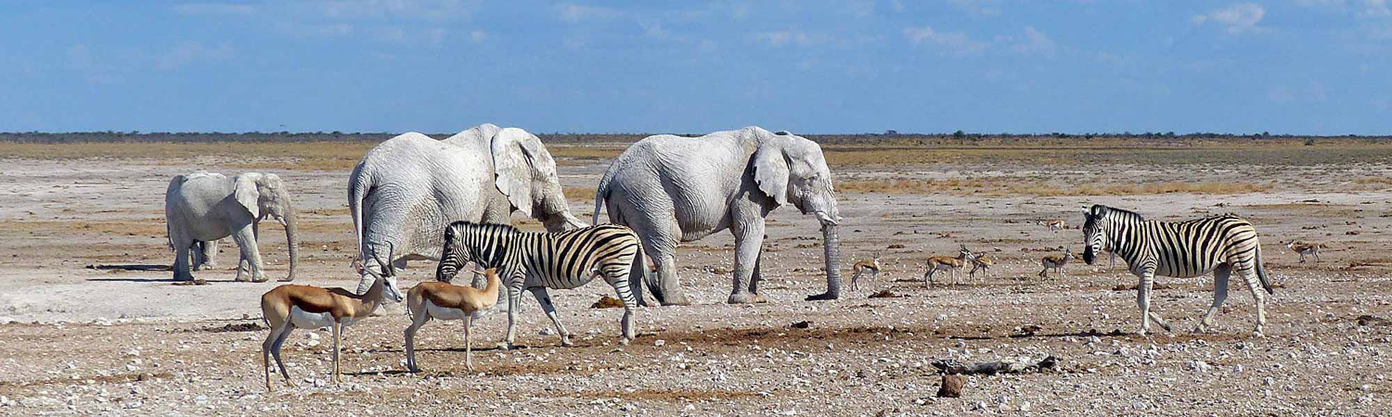 Etosha National Park - One of the most popular wildlife reserves on earth