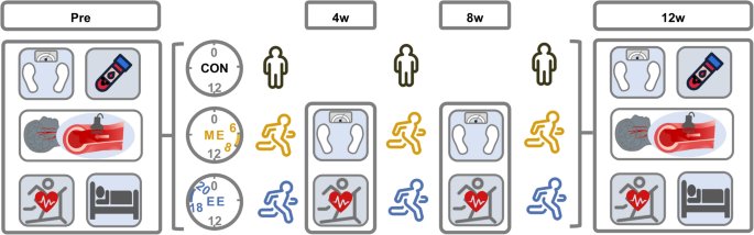 Differential benefits of 12-week morning vs. evening aerobic exercise on sleep and cardiometabolic health: a randomized controlled trial - Scientific Reports