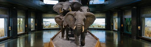 American Museum of Natural History, New York, NY, United States - Google Arts & Culture