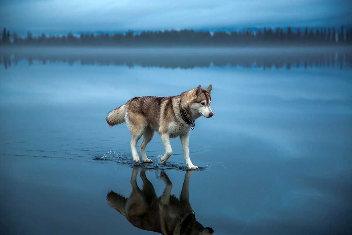 Nordic spirit: Sled dogs of the Siberian North and the Far East