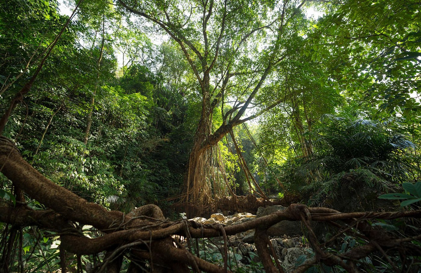 In One of the Wettest Places on the Planet, Indigenous People Build Bridges and Ladders Out of Living Tree Roots
