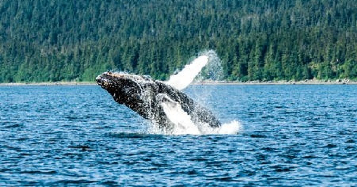 The Best Whale Watching Tours in Alaska