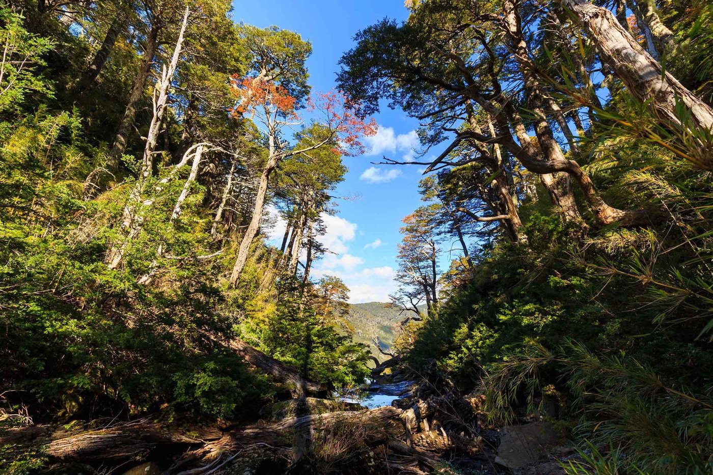 Huerquehue National Park