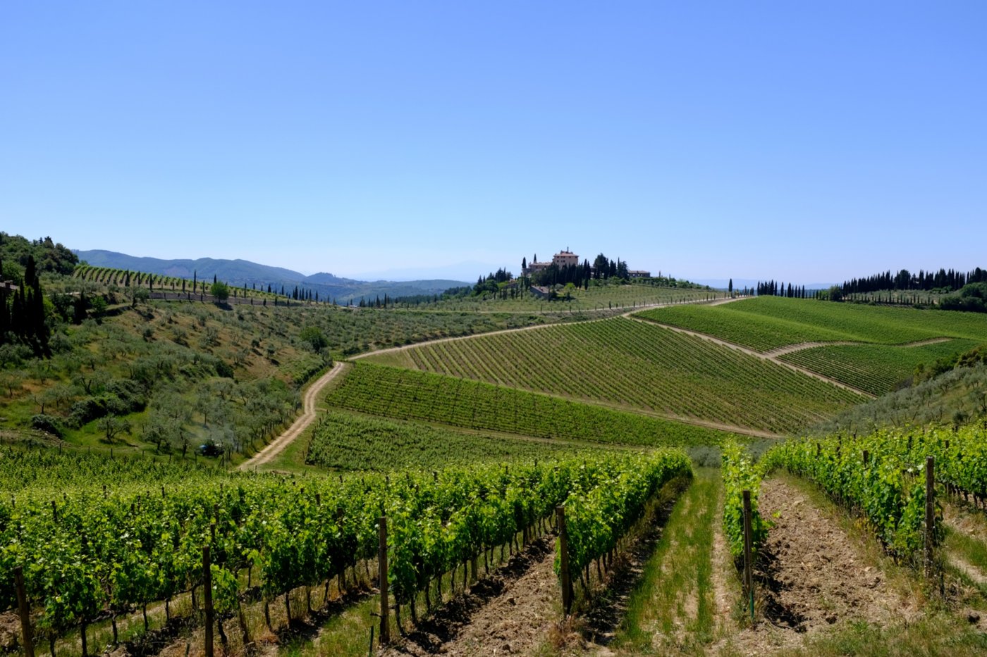 Chianti Classico Wine and Olive Oil Trail
