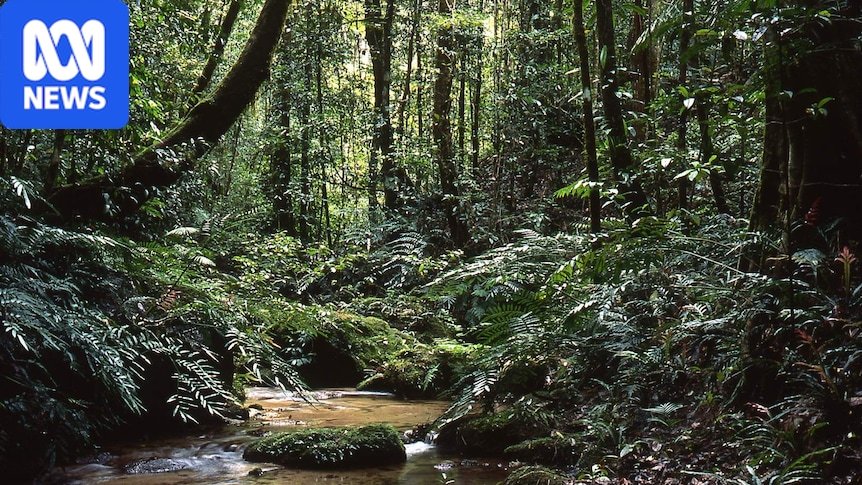 Elders 'break down' as world's oldest living rainforest handed back