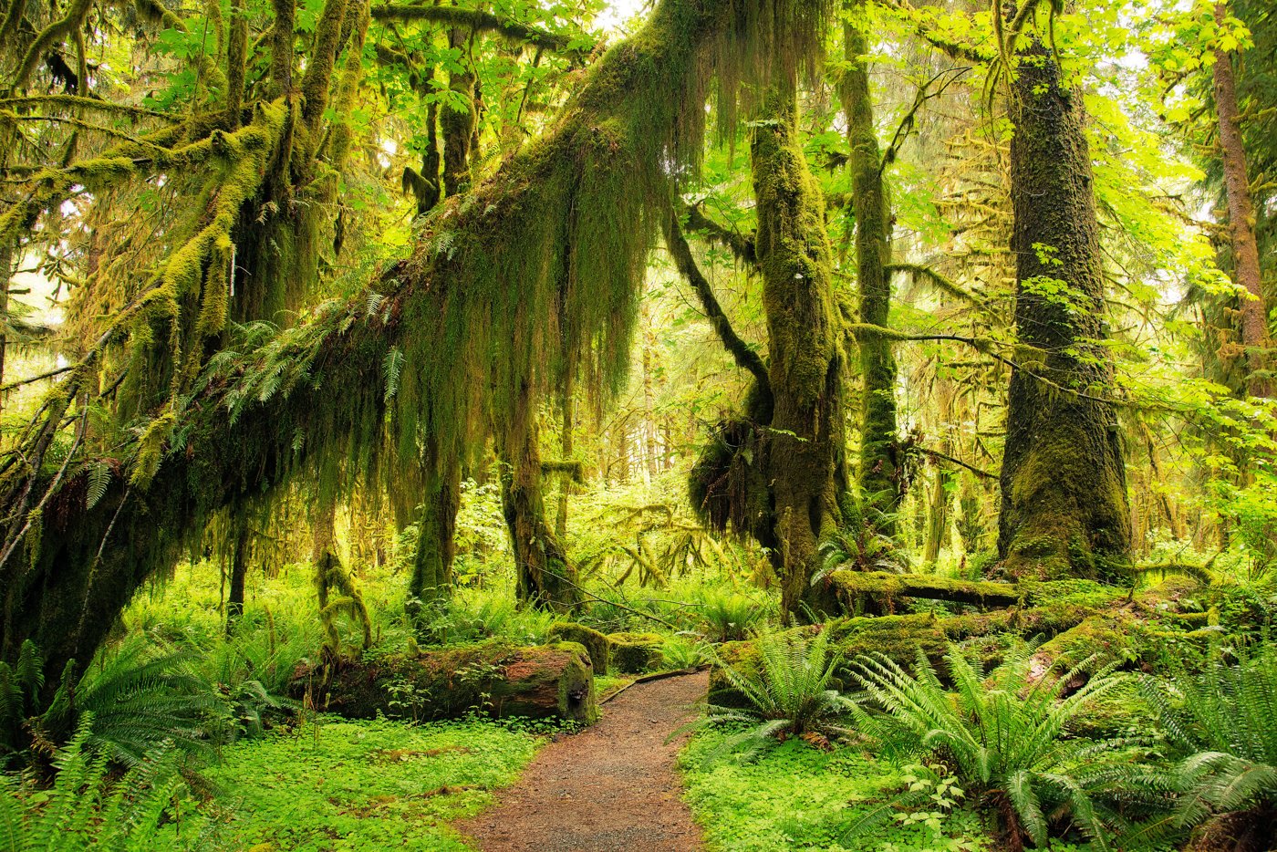 Best Olympic hiking
