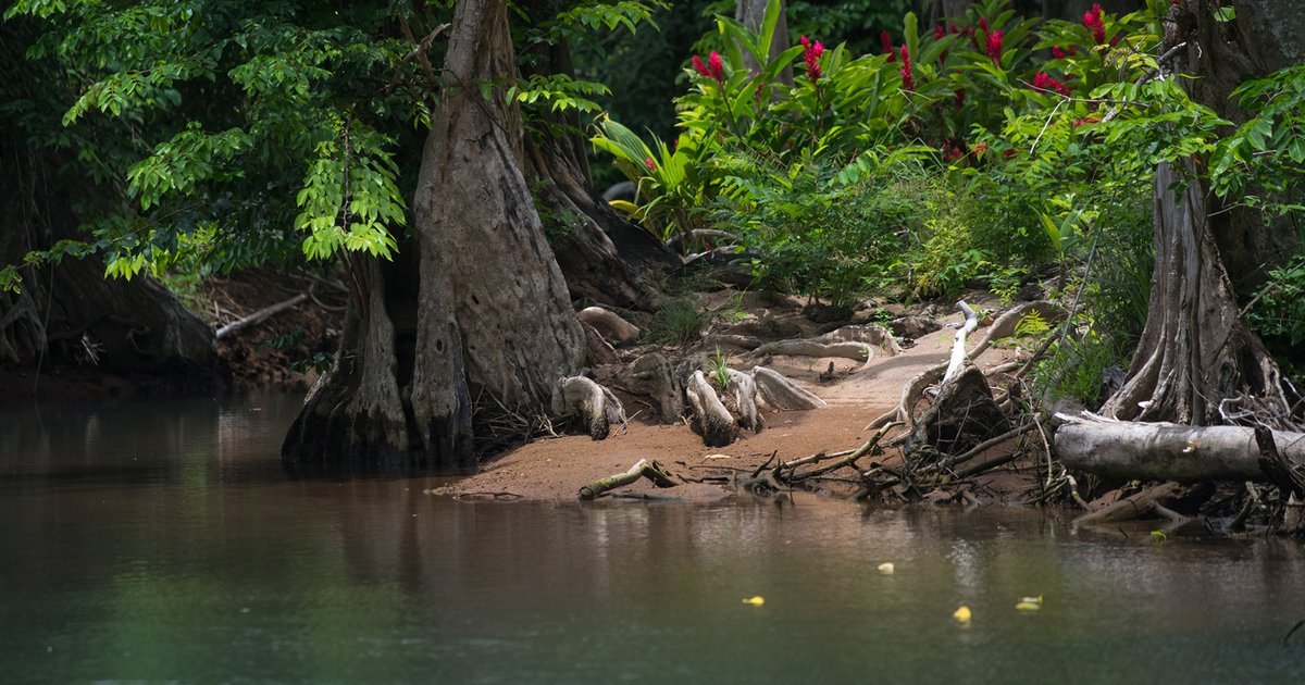 Gliding Through the Jungle: Dominica’s Enchanted Indian River