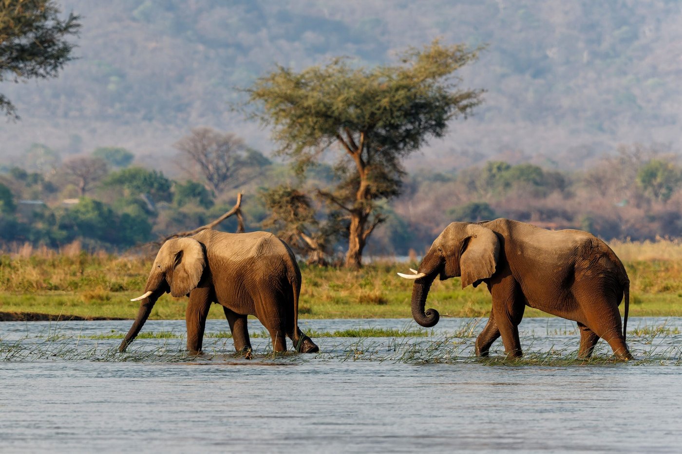 Zimbabwe's best national parks for a wildlife safari