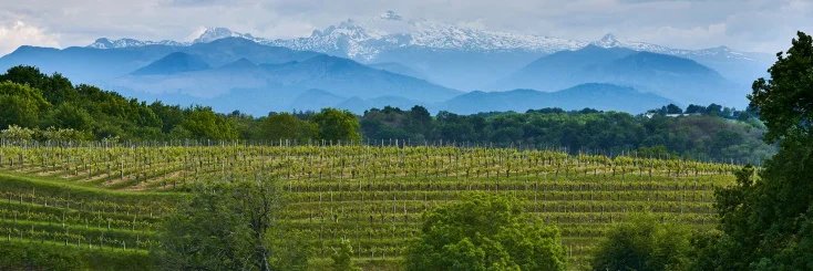 Jurançon AOC, South West France - French Wine Region
