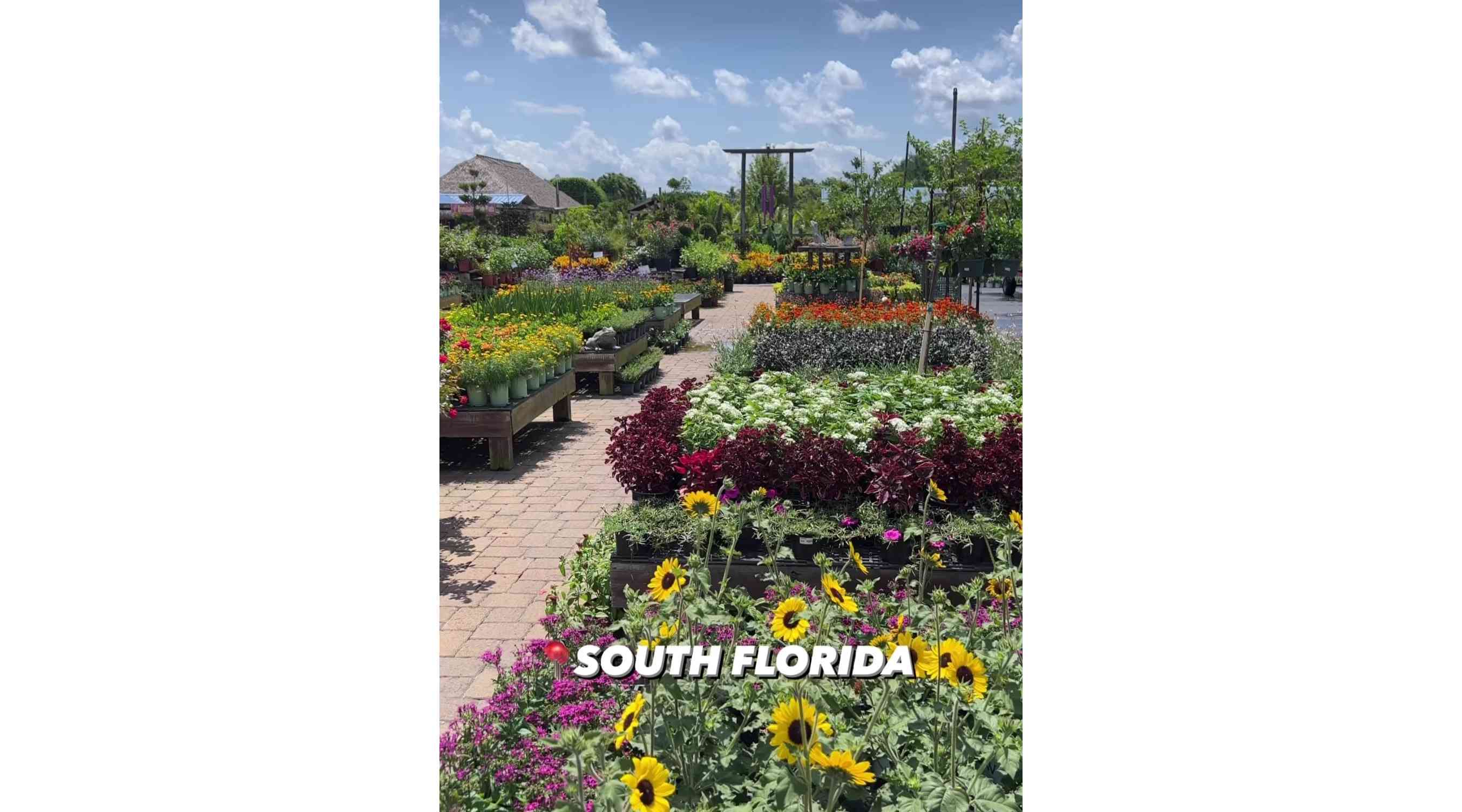 Flamingo Road Nursery