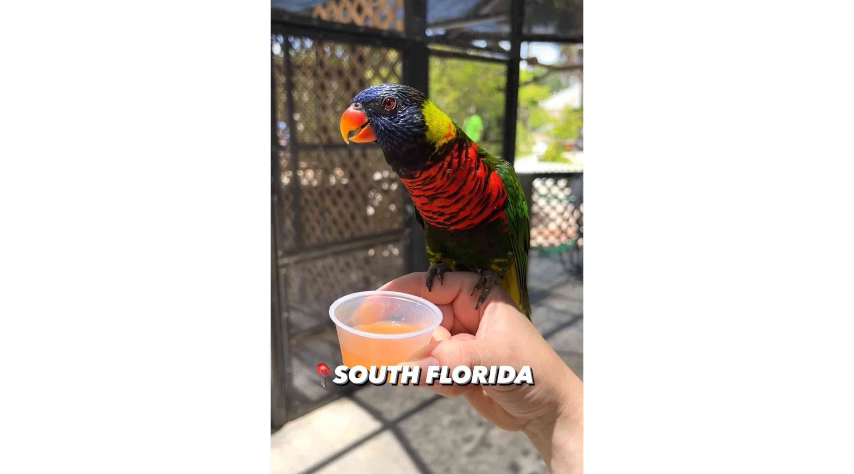 Butterfly World, Coconut Creek